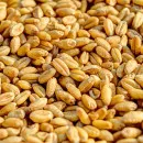 В Приморье создано логистическое предприятие для доставки зерна и масличных