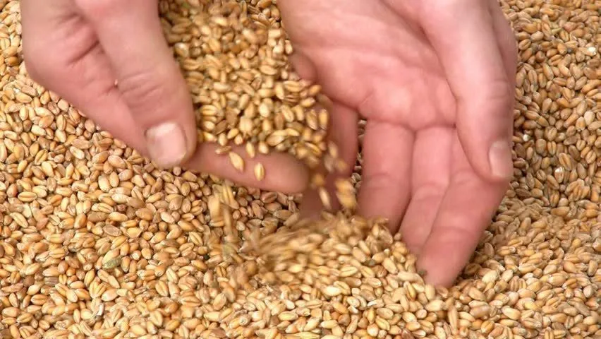пшеница  в Владивостоке
