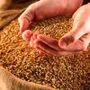 пшеница, кукуруза цельная в Владивостоке